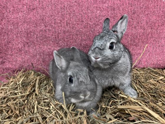 הפרויקט של פולי מחפש בתים