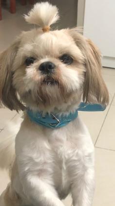 שיצו זכר בן 4 טריקולר