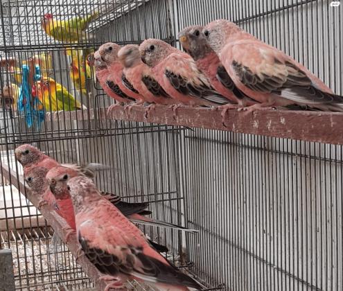 בורקס פרקיט במגוון מוטציות ונשאויות