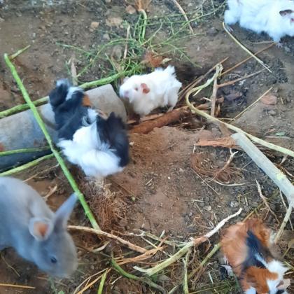 גורי שרקנים מתוקים בכל מיני