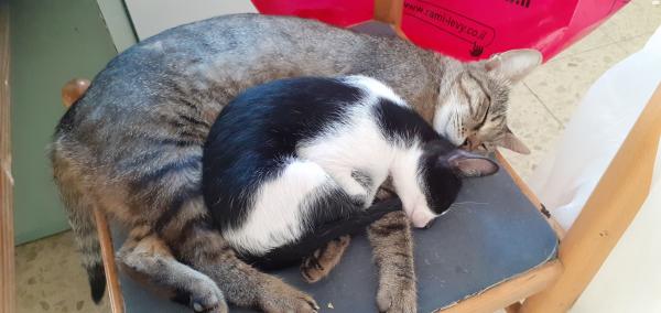 חתולים מתוקים בני כמעט שלושה