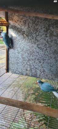 זוג דררה קלירטייל כחול מטובעים