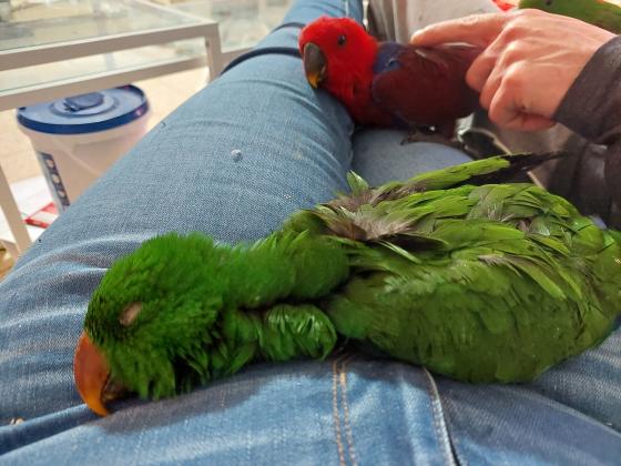 תוכי אקלקטוס