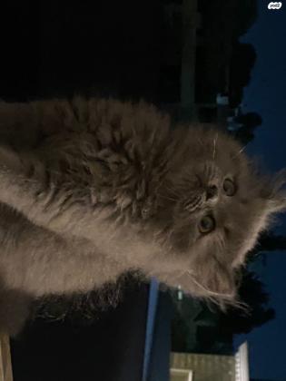 גור בריטי שיער ארוך גזעי זכר בן חודשיים