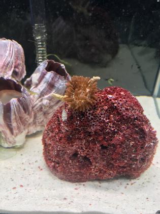 אקווריום נאנו מים מלוחים חדש