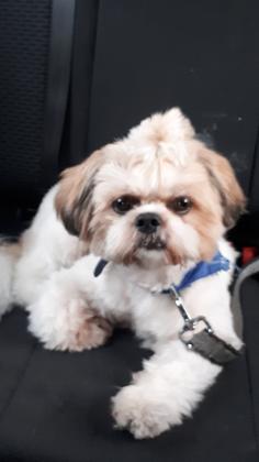 שיצו זכר בן 4 טריקולר