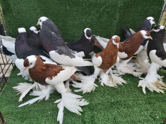 למכירה יונים מסוגים שונים