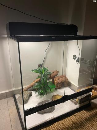 שממית מנומרת יפיפייה למכירה יחד