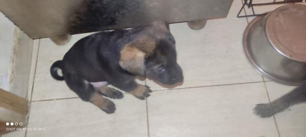 למסירה גורי רועה בלגי מעורב