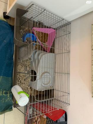 גור ארנב ננסי, רגיל לילדים,