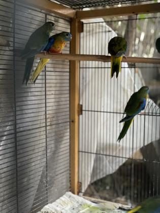 טורקיזנים למכירה, המחיר לזוג עובד