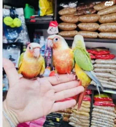 גרינציק אננס חזה אדום האכלת