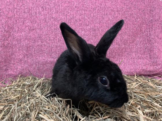 הפרויקט של פולי מחפש בתים