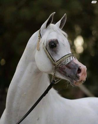 סוס ערבי מצרי עם תעודות,