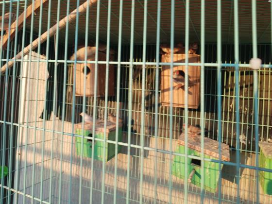 פינקים ותוכי אהבה תוכי