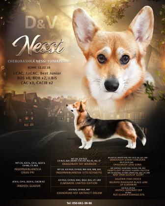 גור קורגי פמברוק מהורים אלופי ישראל