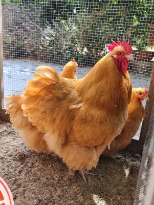 למכירה להקת אורפינגטון באף עובדת