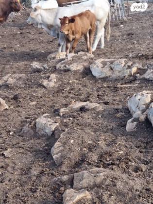 עגלים למכירה זכרים ונקבות גילאים