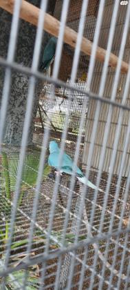 זוג דררה קלירטייל כחול מטובעים