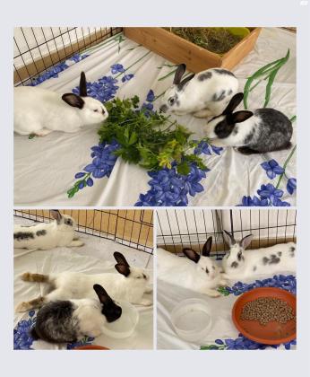 הפרויקט של פולי מחפש בתים