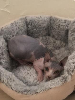 למכירה גור ספינקס קנדי האחרון