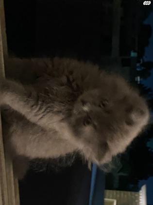 גור בריטי שיער ארוך גזעי זכר בן חודשיים