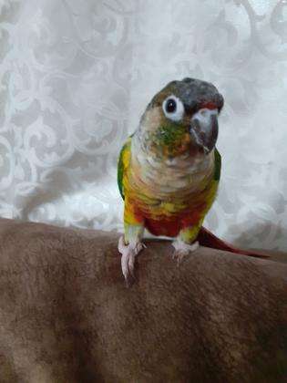 תוכי גרינציק מחיר 900 גמיש+כלוב