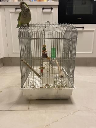 תוכי מסוג קוואקר האכלת יד