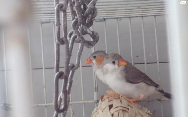 למכירה זברה פינק צעירים ובוגרים,