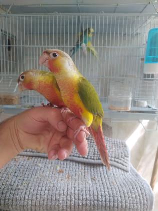 קוניור גרינציק אננס האכלת יד