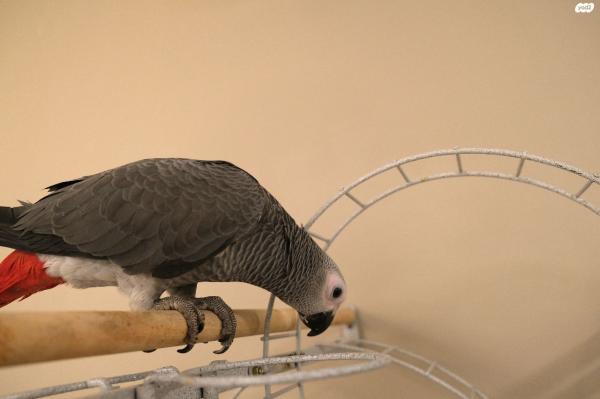 למכירה גוזל ז'אקו בן 3