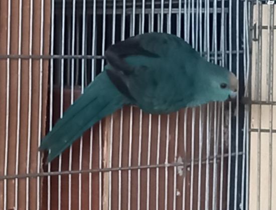 זוג קקריקי כחול נשאים פייד