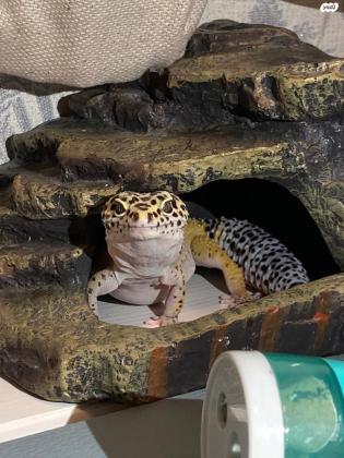 שממית מנומרת יפיפייה למכירה יחד