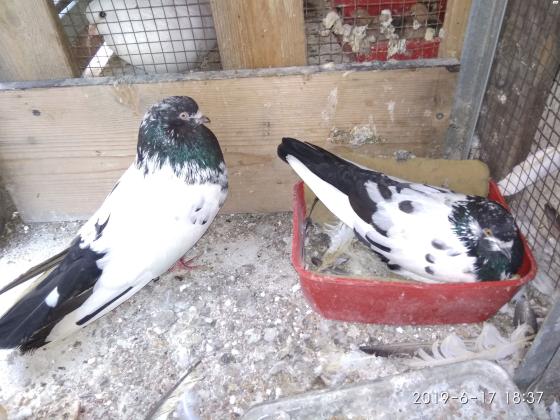 יונים פרסים למכירה מתהפכים