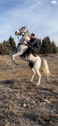 סוס ערבי טהור לא מסורס,