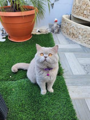 חתול בריטי שיער ארוך גזעי