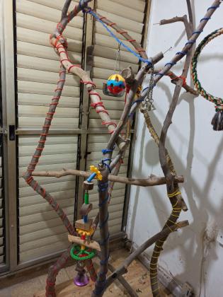 סטנד לתוכים גדוליםעשוי מעץ אקליפטוס