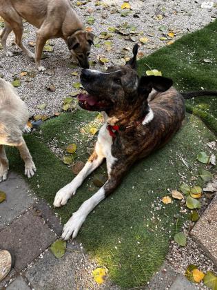 דינגו- כלב מתוק מתוק בן 3