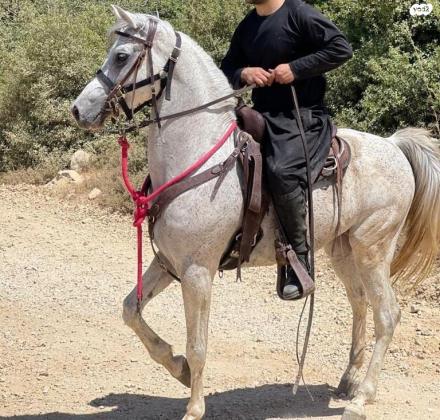 סוס ערבי טהור לא מסורס,