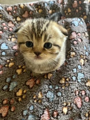 חתולים למכירה סקוטי פורד סקוטיש