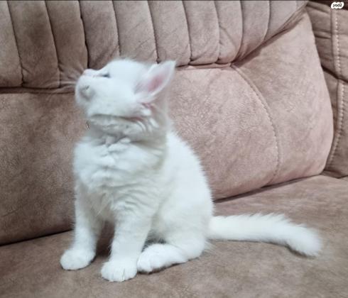 זכר שיראזי לבן עיניים כחולות