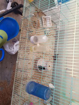 פינקים ותוכי אהבה תוכי