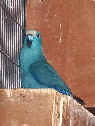 זוג קקריקי כחול נשאים פייד