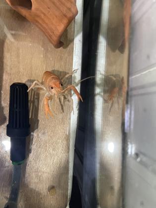 לובסטר כתום ענק חזק ובריא