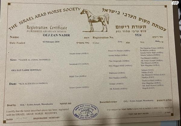 סוס ערבי מצרי עם תעודות,