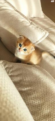 למכירה גורים מיוחדים סקוטיש שינשילה