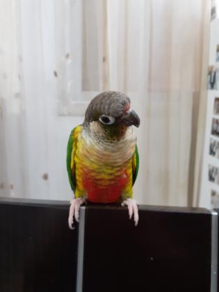 תוכי גרינציק מחיר 900 גמיש+כלוב