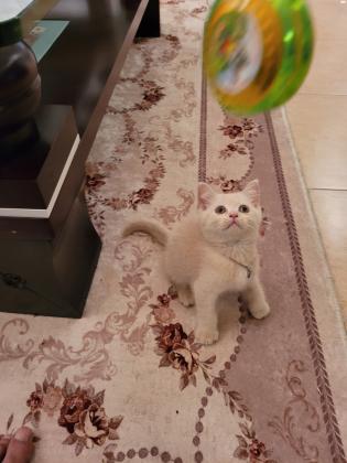 חתול בריטי שיער ארוך גזעי