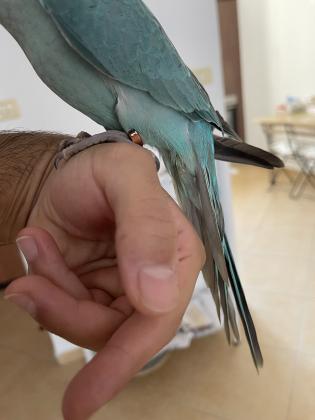 דררה כחולה זכר בן 3