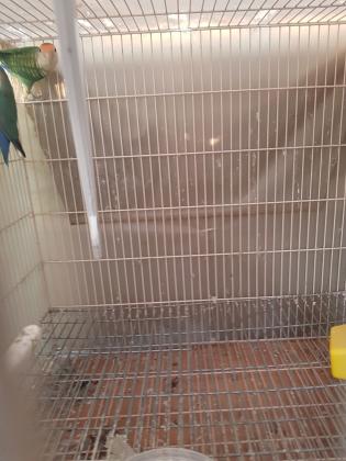 פינקים ותוכי אהבה תוכי